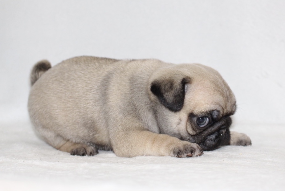 cheap pugs for sale