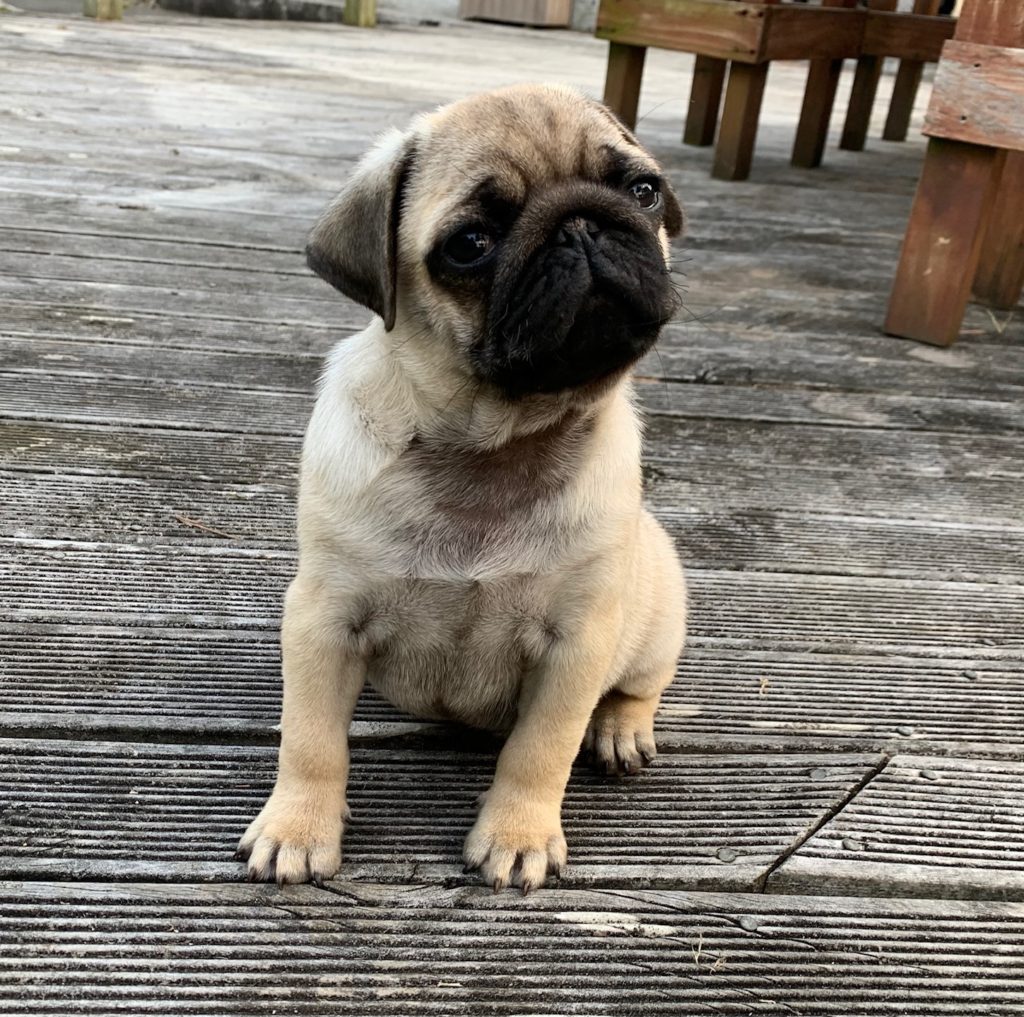 Puppies For Sale Pugs By Sabokah